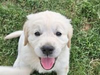 Wunderschöne Golden Retriever Welpen aus toller Verpaarung
