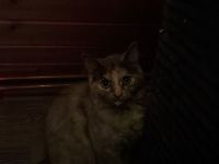 Kitten BKH