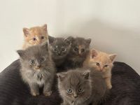 Kitten BKH