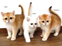 BKH Britisch Kurzhaar Goldene Chinchilla Kitten, point mit Stammbaum Abgabebereit