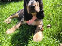 Englische Cockerspaniel