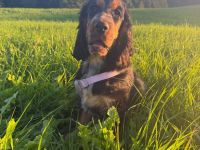 Englische Cockerspaniel