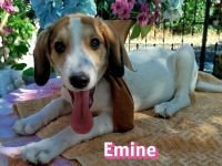 Emine, Ewalt, Ernst, Erwin und Egon, 03/26 - 5 Baby´s suchen ihr Glück