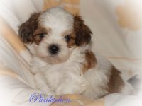 Bezaubernde Shih Tzu Mixies