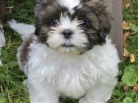 Bezaubernde Shih Tzu Mixies