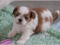 Bezaubernde Shih Tzu Mixies