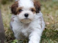 Bezaubernde Shih Tzu Mixies