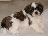 Bezaubernde Shih Tzu Mixies