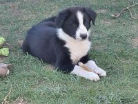Reinrassige Border Collies Welpen