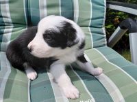 Reinrassige Border Collies Welpen