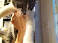 BLH Mischung Kitten russische sibirische Kätzchen