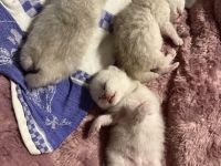 Britisch-Kurzhaar Kitten