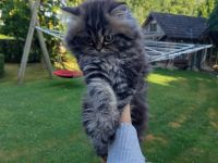 Perserkatze