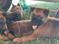 Malinois-Welpen