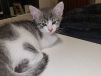 Katzenkitten