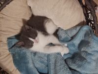 Katzenkitten