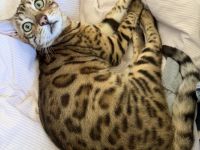 Bengalkatze