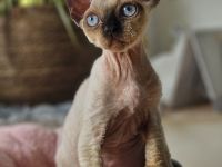 Devon rex Kätzchen mit papieren