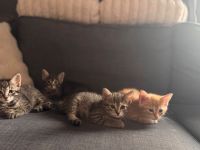 Kitten zu verkaufen ❤️
