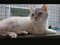 Zuhause gesucht