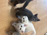 Süße Katzenbabys suchen liebevolles Zuhause