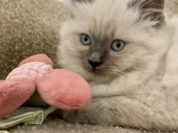 Reinrassige typvolle Ragdoll Kitten blue mitted blaue Augen verschmust Familienkatze