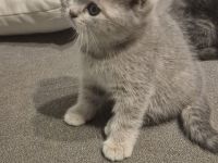 BKH Kitten