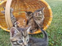 Süße Katzenbabys abzugeben