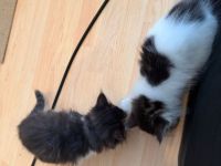 Drei zuckersüße Mai-Kitten (Birma/Ragdoll-Mix) suchen ab August ein Traumzuhause!