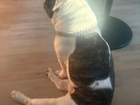 Französische Bulldoggen Rüden