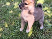 Pomsky Inu Welpen (Pomsky * Shiba Inu)