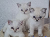 BKH silver shaded Kitten abzugeben ab sofort