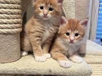 super sozialisierte reinrassige  Maine Coon Kitten