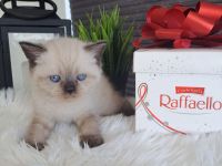 Süße bkh Kitten
