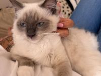 Ragdoll Schmusekater sucht sein Für-immer-Zuhause