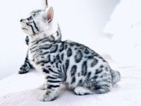 Silberne Bengalkatze