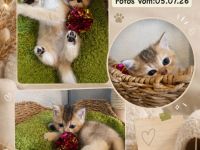 2. bildhübsche Britisch Kurzhaar Kitten