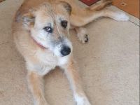 Besonders liebe Terrier-Mix-Hündin sucht tolles Zuhause, gern als Zweithund