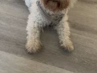 Bichon Frise Rüde
