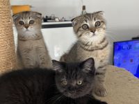 BKH Katzenbabys suchen ab Ende Juli ein neues Zuhause