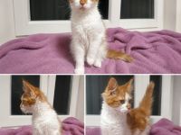 Maine Coon Kitten suchen ihr Für-immer-Zuhause