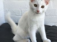 4 Monate altes intelligentes Kätzchen - Bengal / Main-Coon