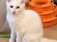 16 Wochen alte Katze - Bengal / Main-Coon