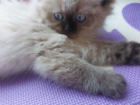 Neva-Masquarade Kitten