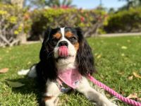 Cavalier King Charles Welpen