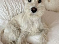 Mini Schnauzer Welpen