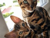 Bengal Kitten Bengalkatze Brown Rosetted Zauberhafte