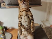 Bengal Kitten Bengalkatze Brown Rosetted Zauberhafte