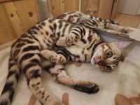 Bengal Kitten Bengalkatze Brown Rosetted Zauberhafte