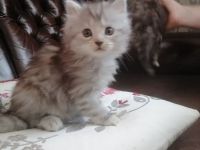 Hauskatzen
